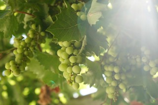 facilities corfu spiti nikos grapes